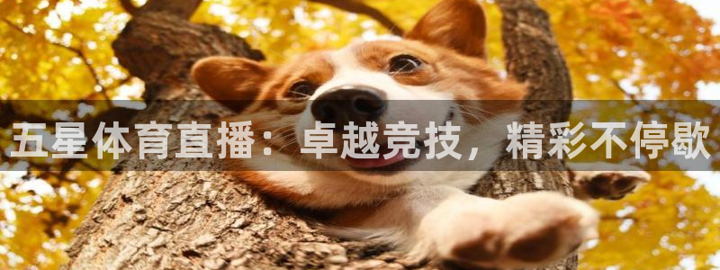 体育新闻